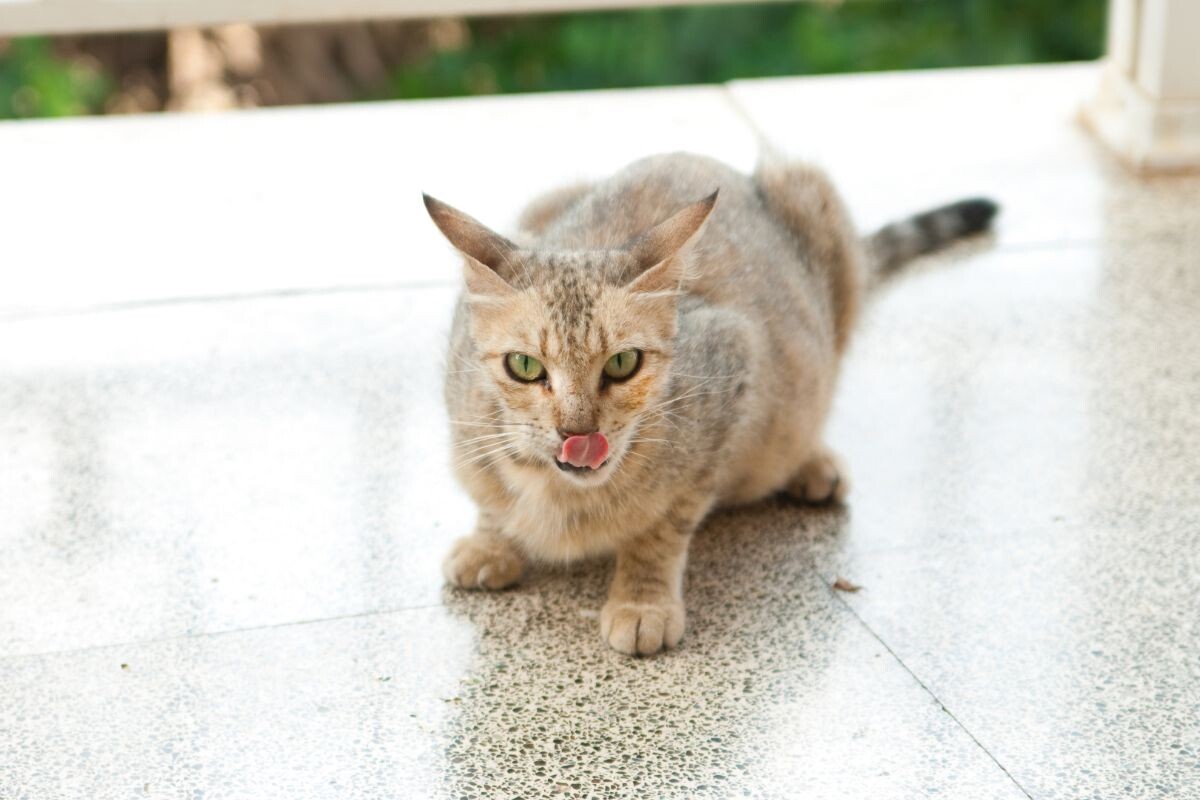 Кошка облизывается