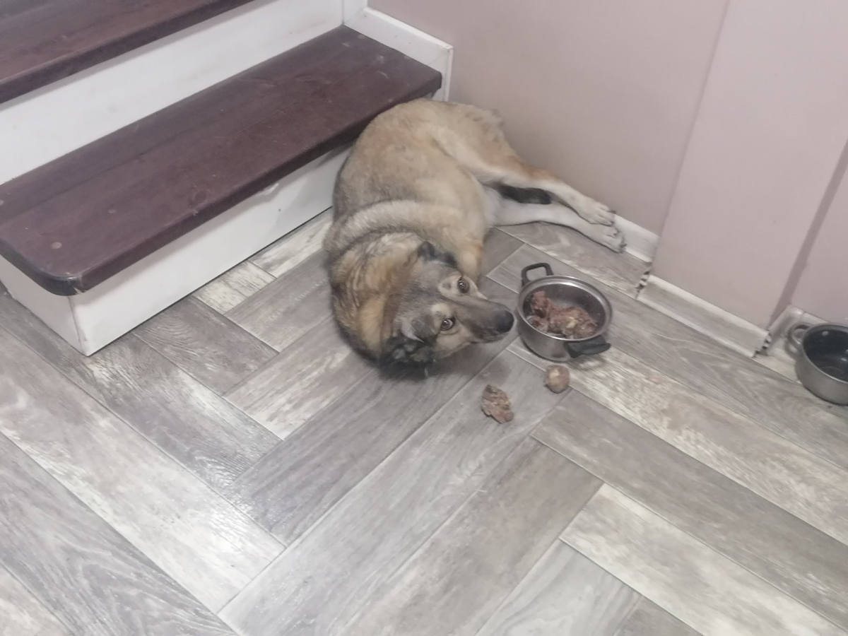 Вот только соберешься на ночь глядя поесть, а тут этот видеофиксатор на ножках 