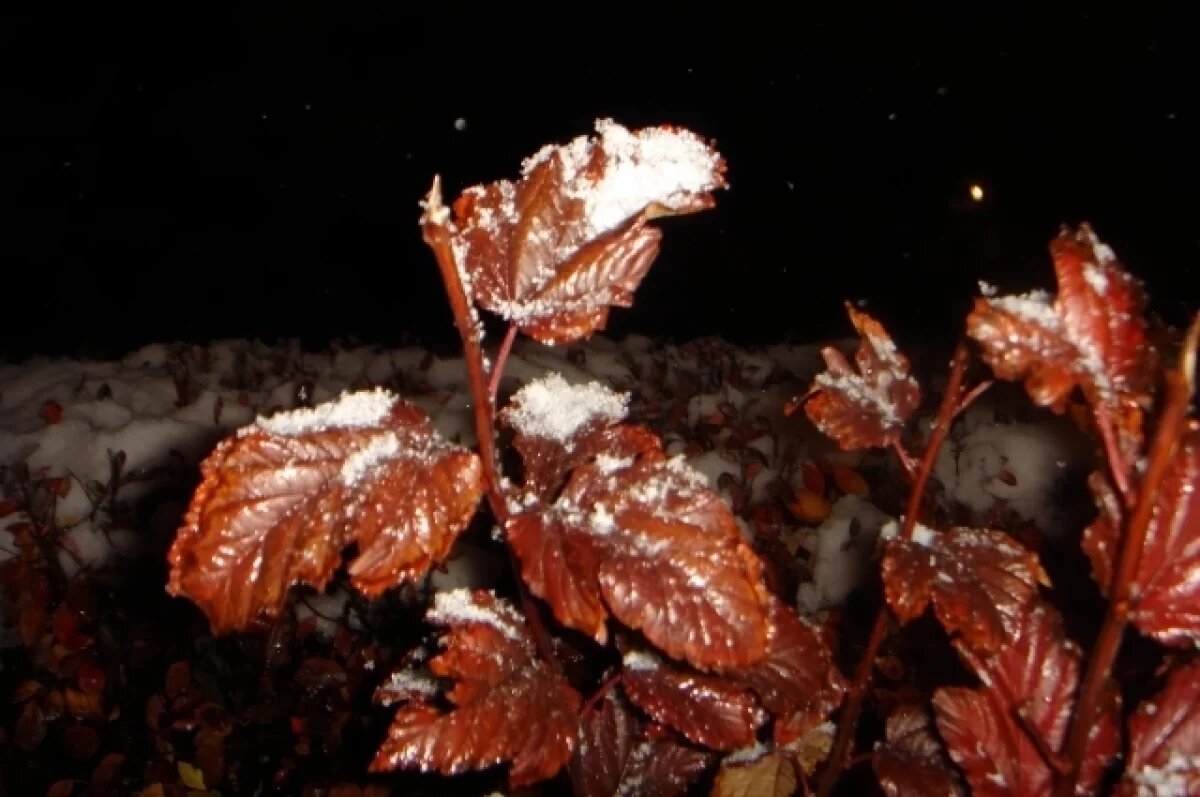    На короткой рабочей неделе воронежцев ожидают заморозки и потепление