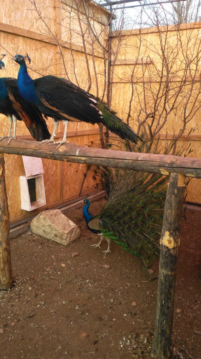 На фото сверху черноплечие павлины весной на второй год жизни. Внизу обыкновенный индийский в возрасте трех лет. Бока и спина у него в клеточку.