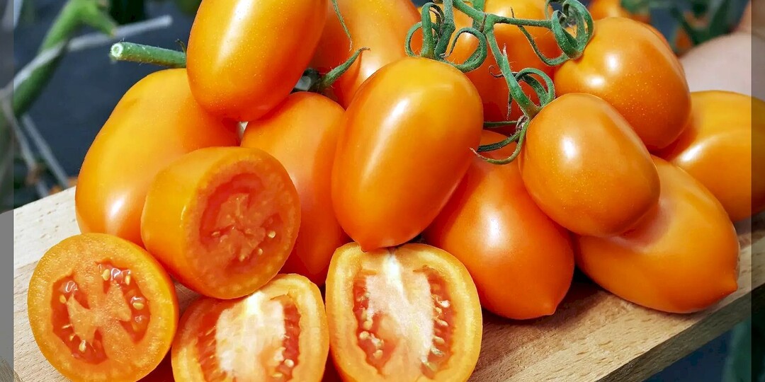 25 сортов и гибридов томатов для теплицы и открытого грунта: томаты, урожайность которых особенно хвалили дачники. Часть 1.