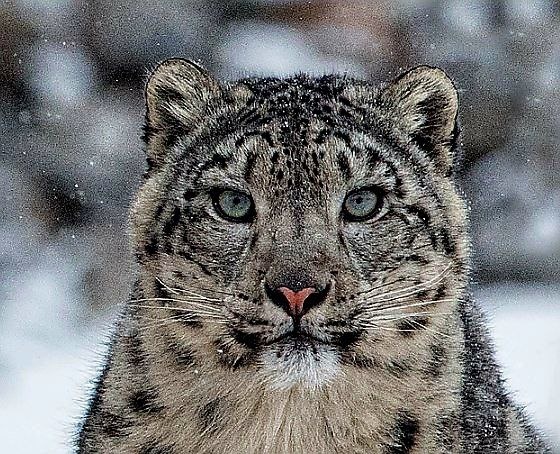 (с) Батзая Чойджилджав. Снежный барс в Монголии.