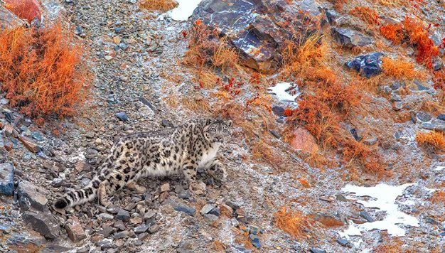 (с) Батзая Чойджилджав. Монгольский фотограф и путешественник и его фотошедевры. 2