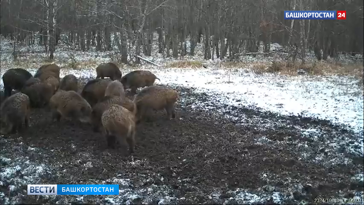    Семейство кабанов попало на видео в Башкирии