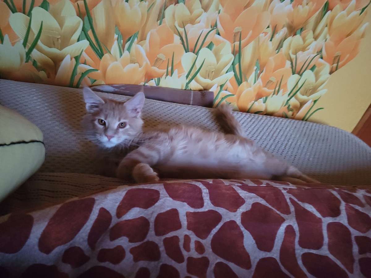 Маленький Котя немного уже расслабился и вылез из своего домика