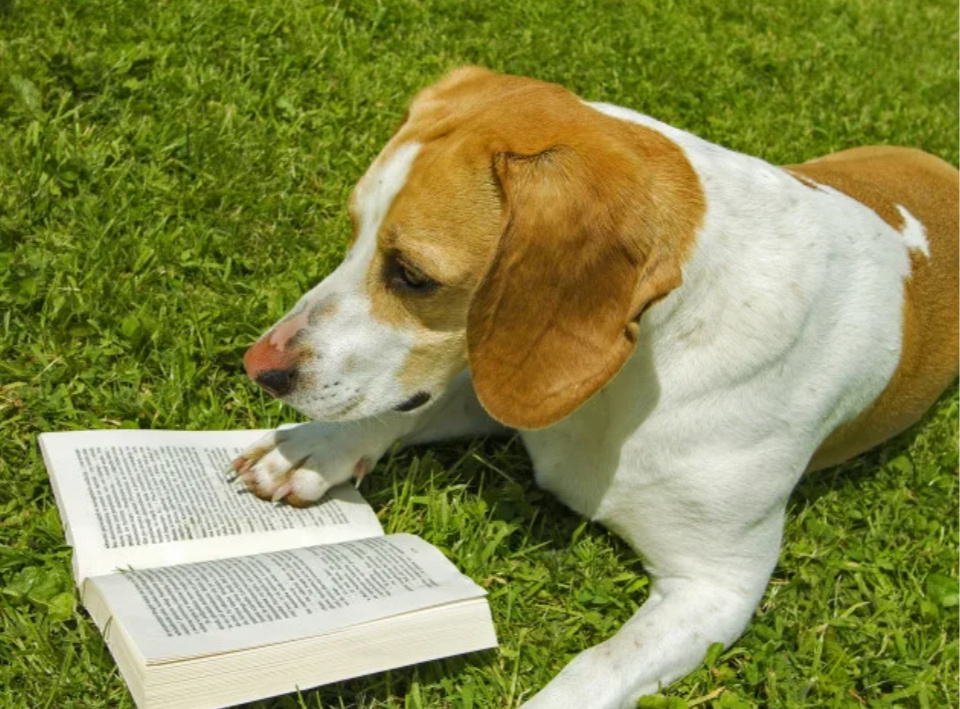 Яндекс.картинки для обложки