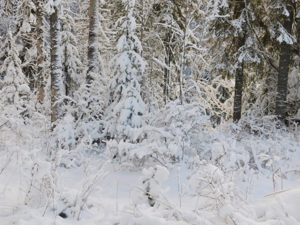    Фото: "Вишера заповедная" Полина Анкушина
