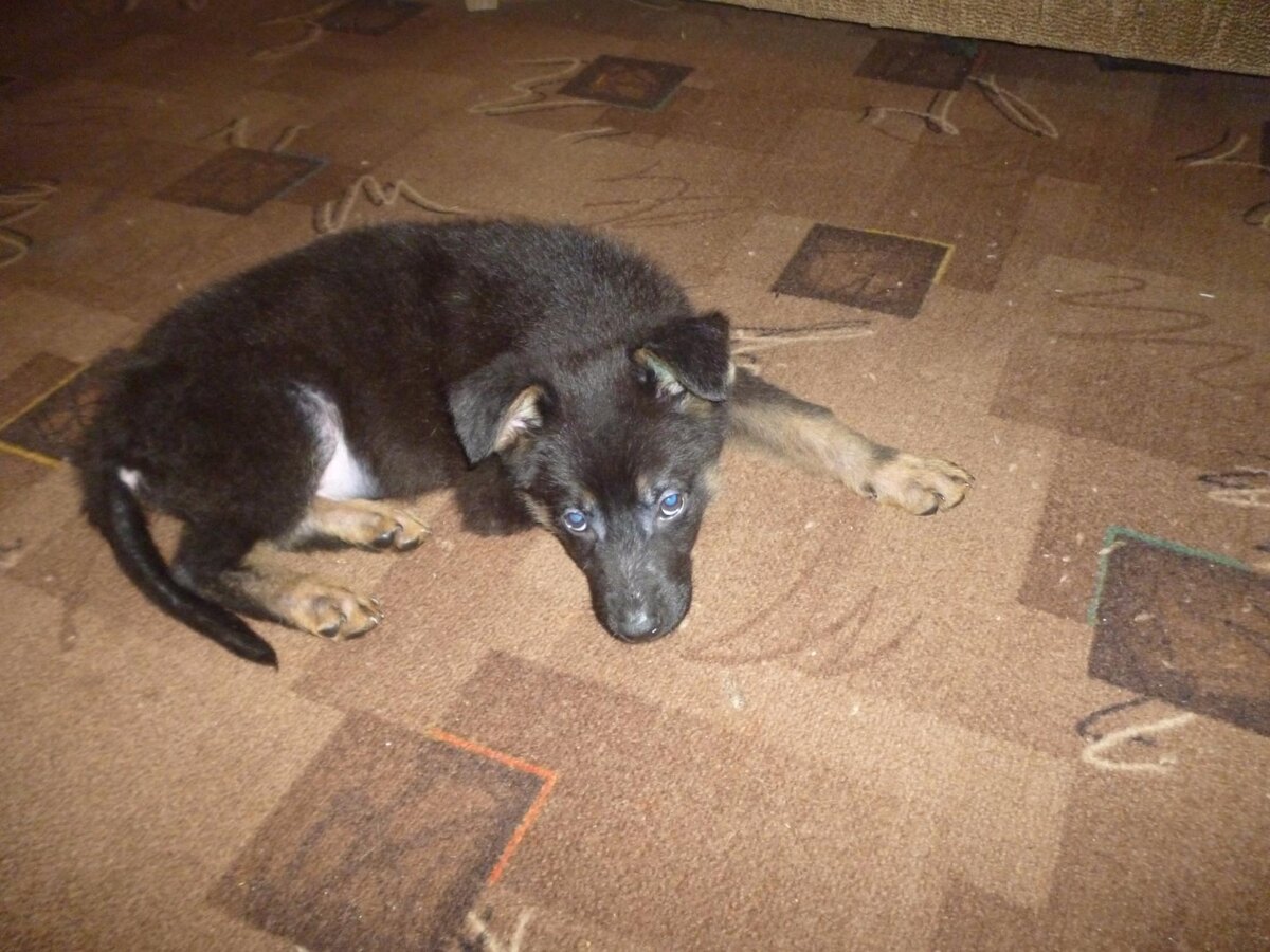 «Для тебя это просто питомец, а ты для него – целый мир, без которого он не сможет существовать».