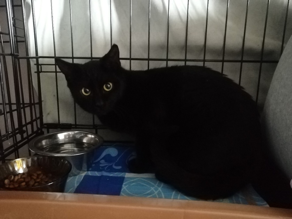 Первые дни Амура у нас