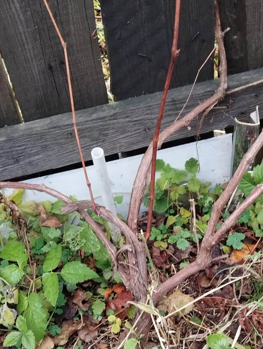 Фото подписчицы 