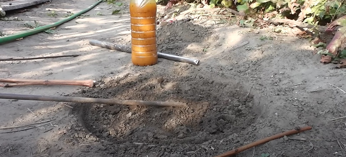 Скриншот из видео Анатолия Голуба  про посадку черенков винограда осенью 