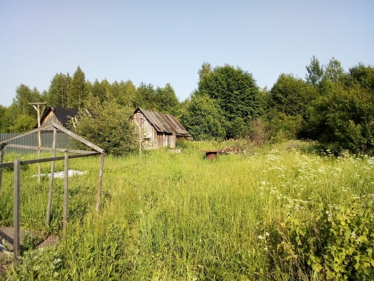 Заросший огород встретил нас первыми подарками: ягодки жимолости на кусте. А потом в течение лета: малина, ирга, слива, яблоки, смородина... Теперь у нас каждый год вкусное лето:)