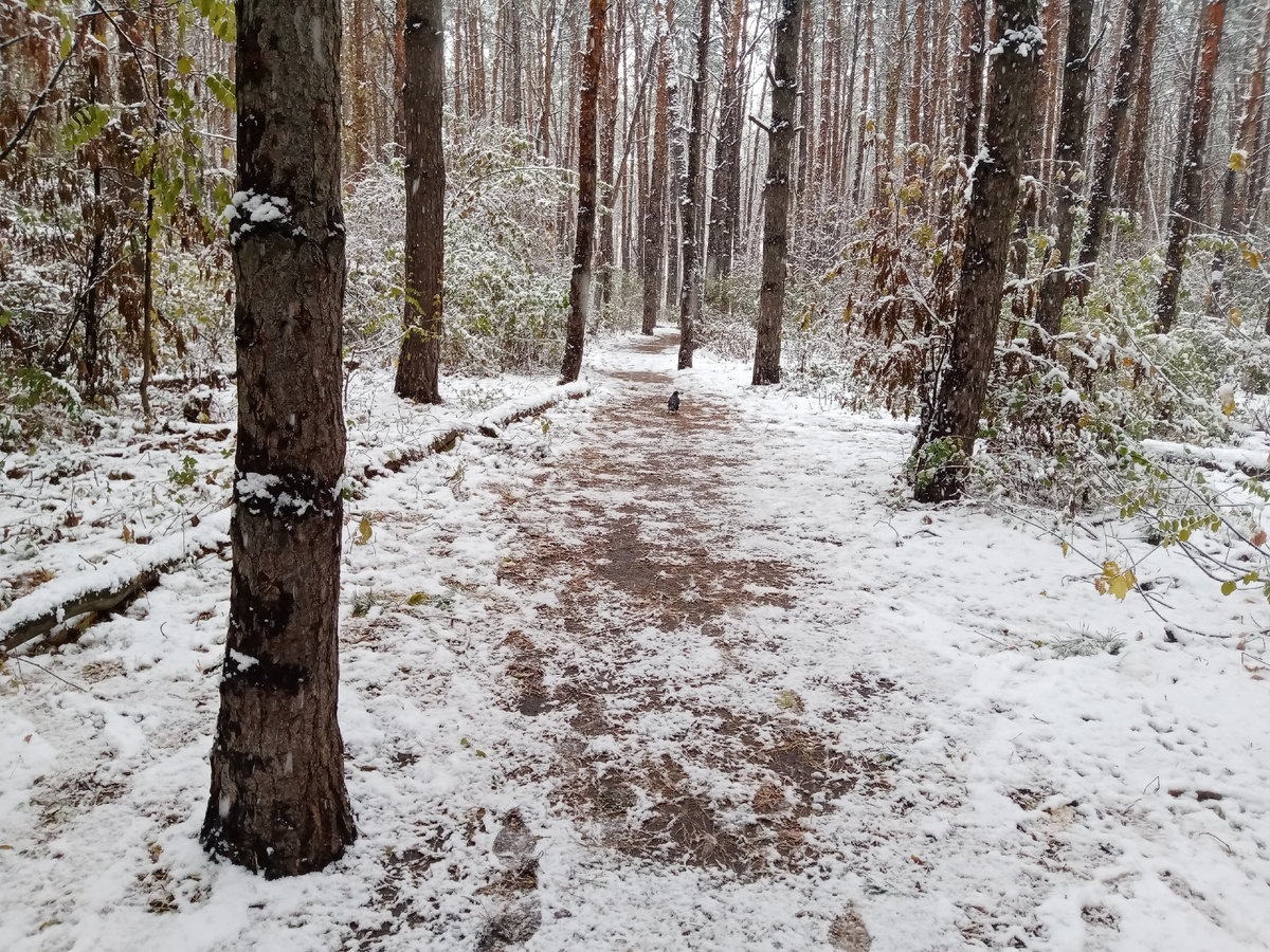 Птица на заднем плане тоже шаги нашагивает).