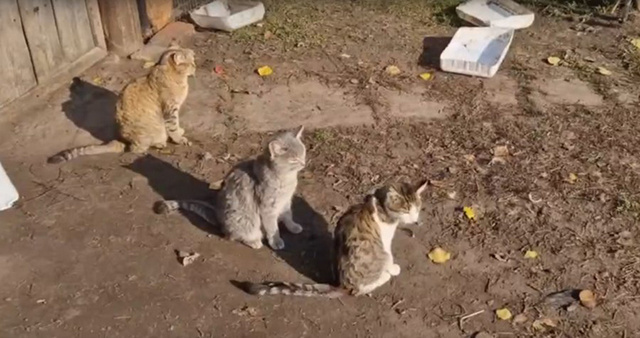    Кошки сами пришли в единственный на улице жилой дом