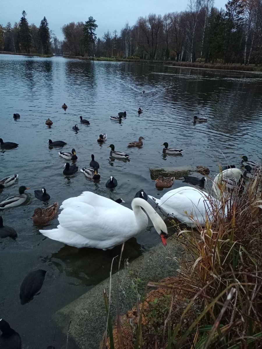 Местный обитатели. Утки и лебеди совсем ручные, едят с рук.