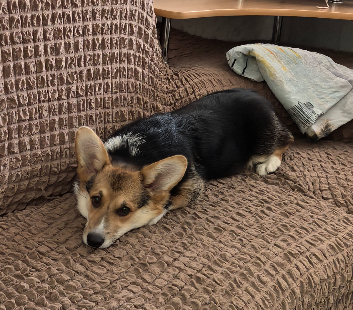 Научилась залазить на диван