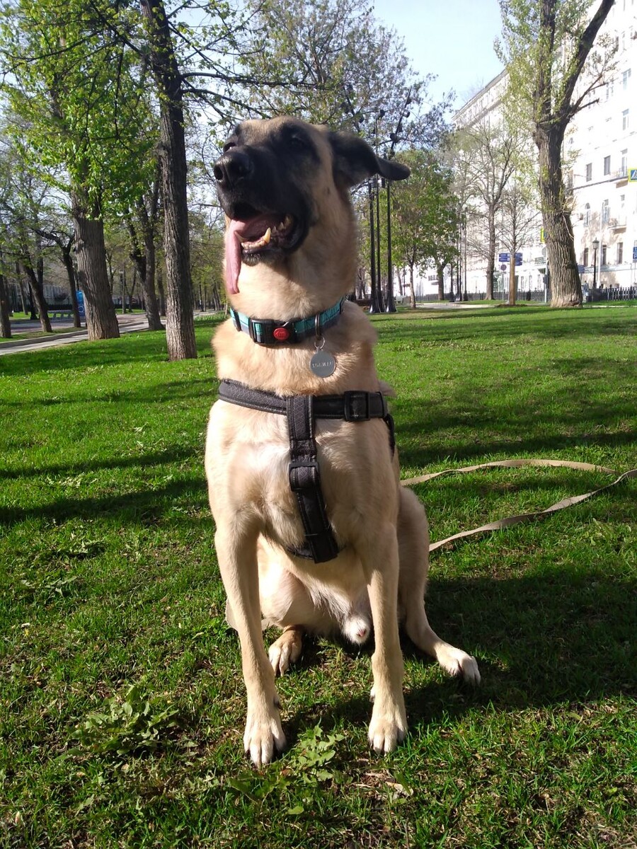 Многие узнают этого пса