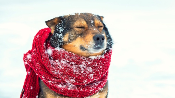    Какая температура слишком низкая для прогулок с собакой: советы ветеринара Андрей Бурков