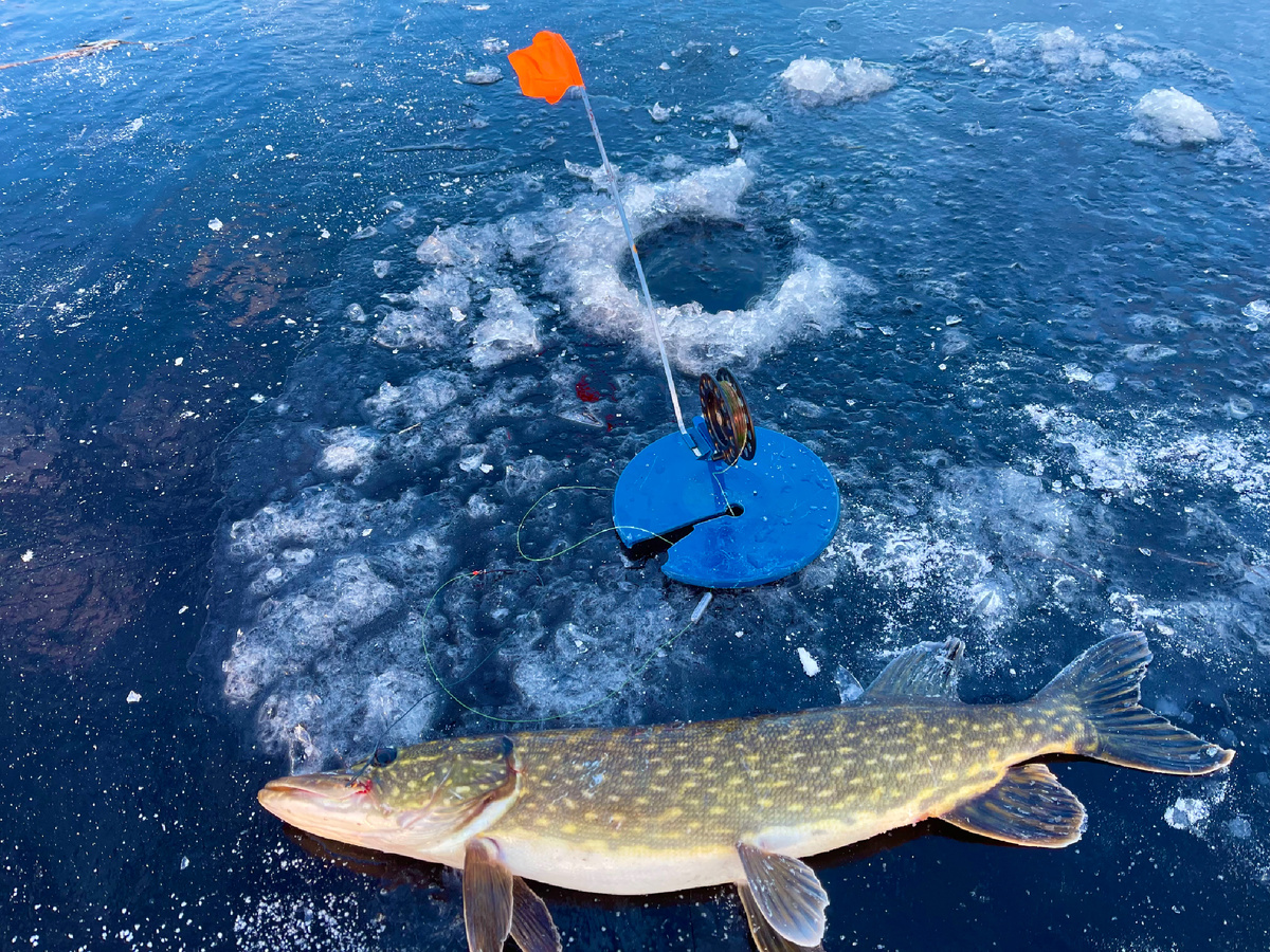 Ловля щуки на жерлицы по первому льду