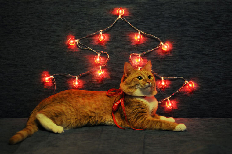 Фото: Яндекс картинки 