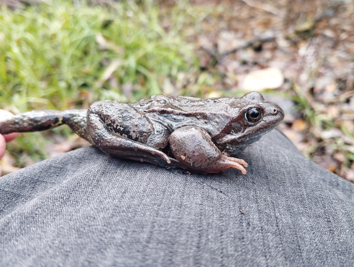 Свежая ноябрьская травяная лягушка (Rana temporaria) в Пироговском лесопарке.