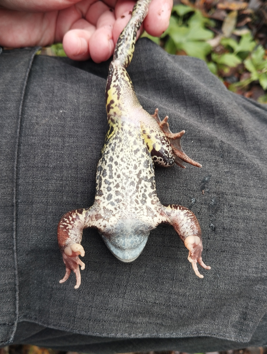 Брачные элементы у самца травяной лягушки в ноябре - голубеющее горло и брачные мозоли.