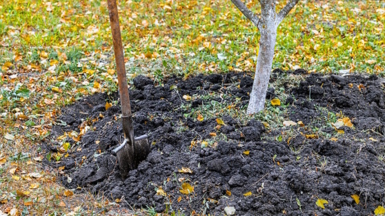    Ошибки могут быть опасны: эксперты объяснили, как правильно окучивать плодовые деревья осенью Ирина Петрова