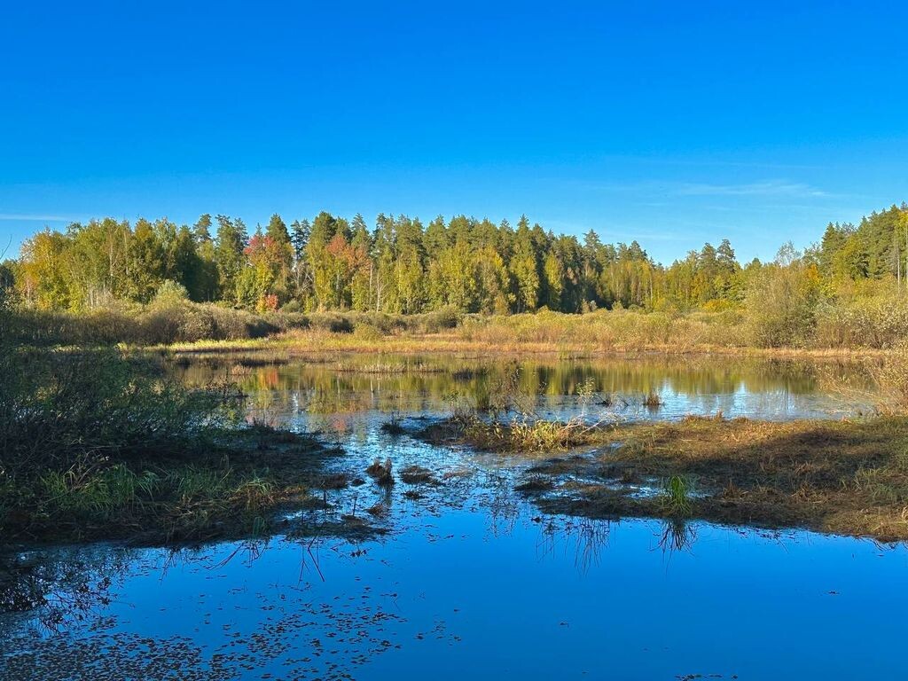    Самый теплый октябрь в Оренбургской области оказался в Бузулукском бору