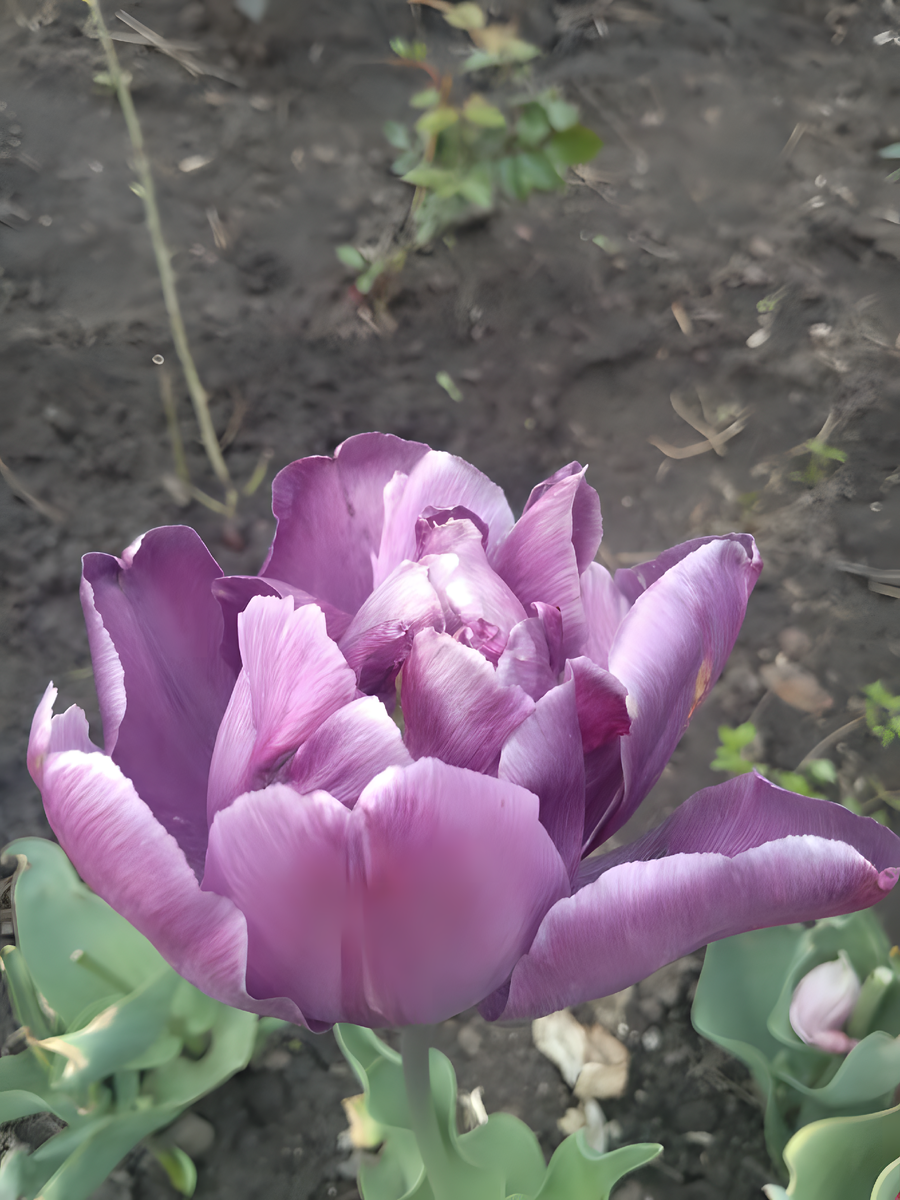 Тюльпаны выращенные дома и пересаженные на дачу