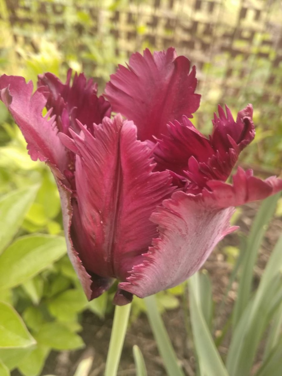 Тюльпаны выращенные дома и пересаженные на дачу 