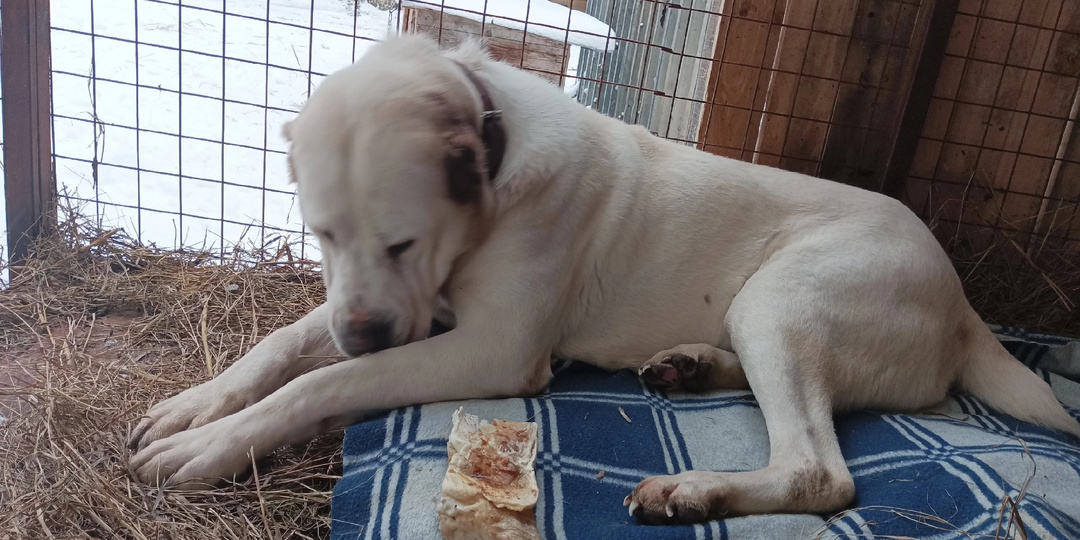 Заветная мечта сбылась. Коагулятор в приюте есть