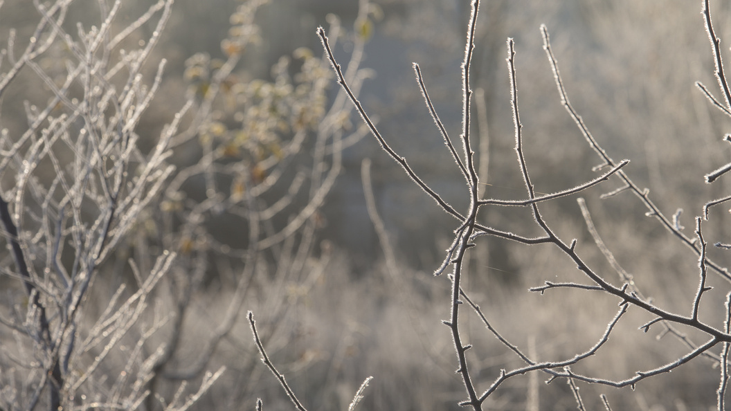    Фото: Nikolay Gyngazov/Globallookpress