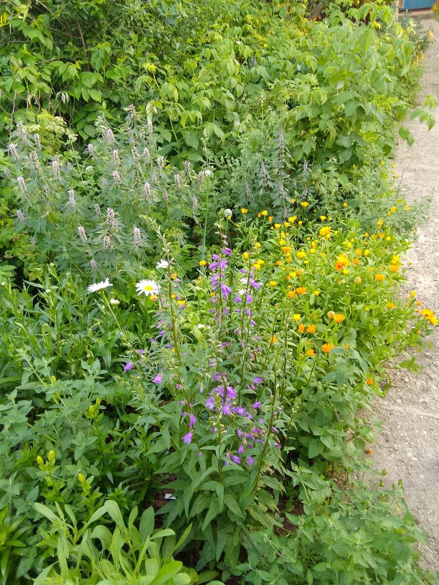 Огородный пейзаж