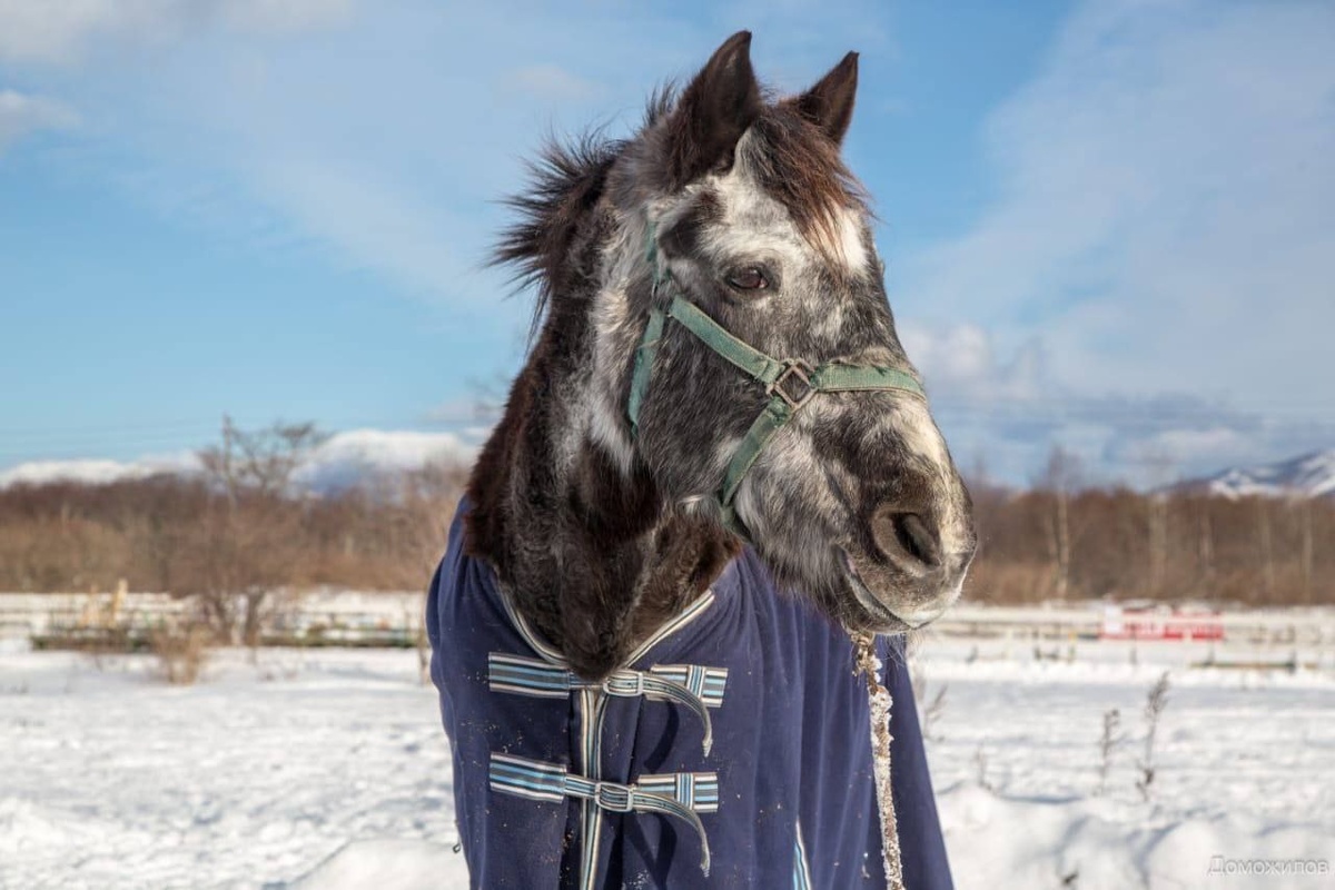 Фото Чайки из ТГ канала клуба "Золотой Мустанг"