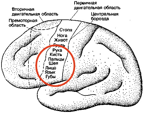 Рисунок 1. Моторные навыки представлены в лобной коре головного мозга