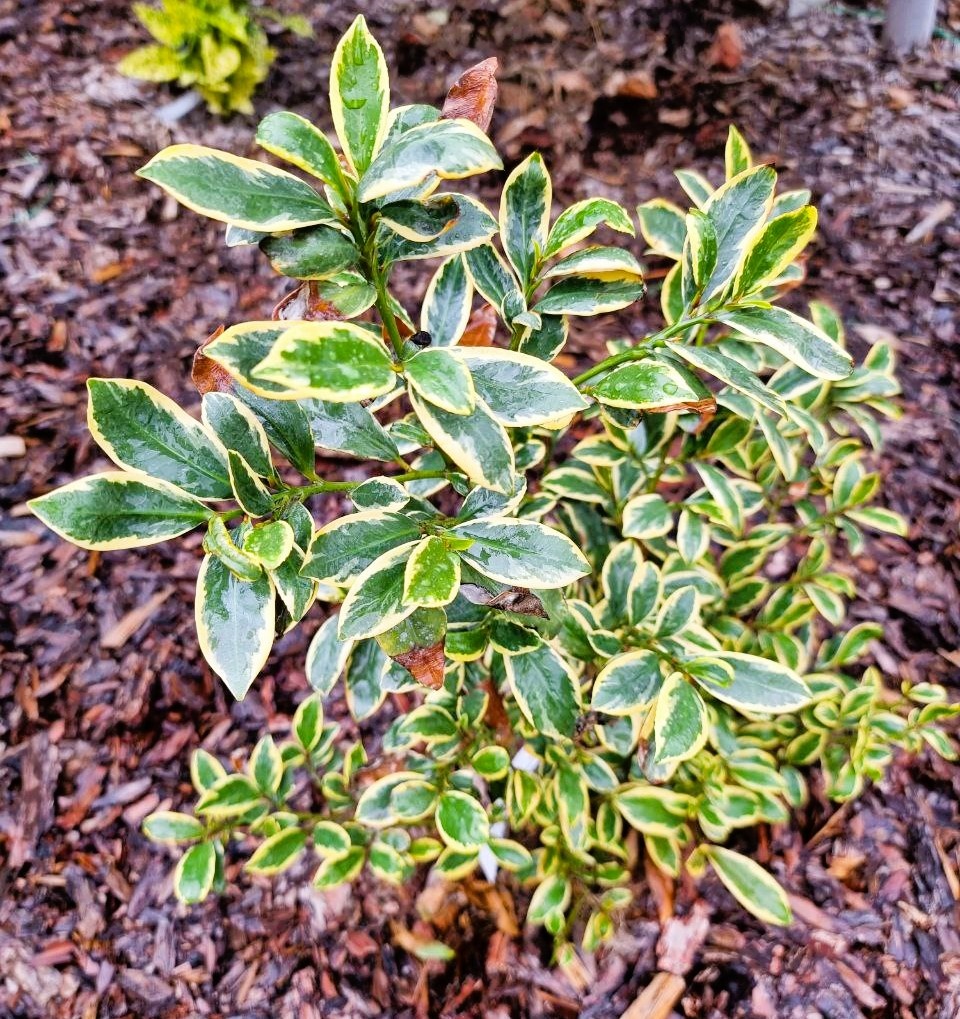 Cleyera japonica 'Tokyo Sunrise' в моем саду. Анапа.