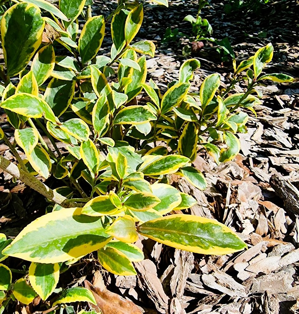 Cleyera japonica 'Tokyo Sunrise' выносит прямые солнечные лучи, но, как мне кажется, только при оптимальном поливе.