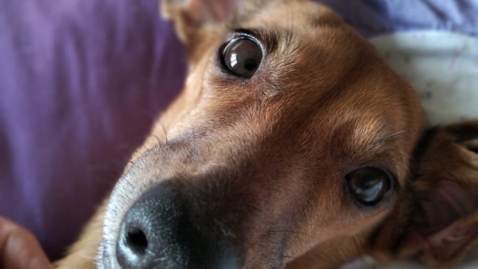 Выпускники приюта Хвостатое Счастье / Лисонька (Алиска) передает всем привет