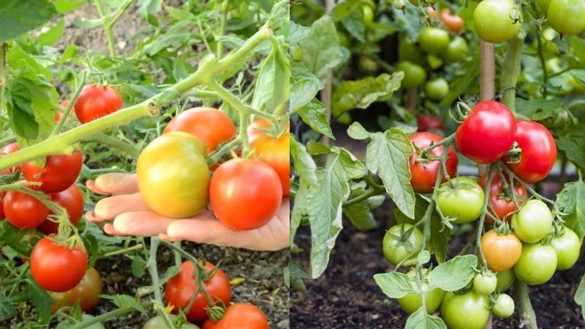 Плотная посадка томатов с правильным формированием куста повышает урожай на 70-75%