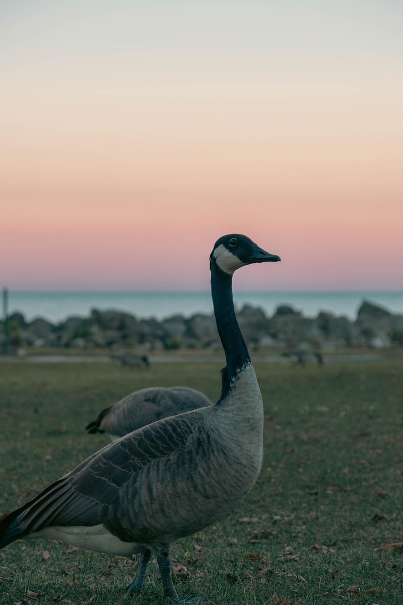 Один серый.