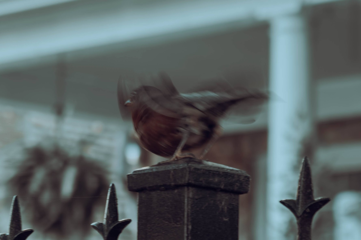 Воробей на взлёте