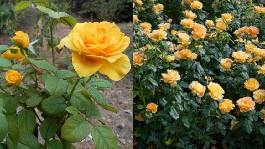 Заготавливаю черенки роз осенью: укореняются за месяц без парника