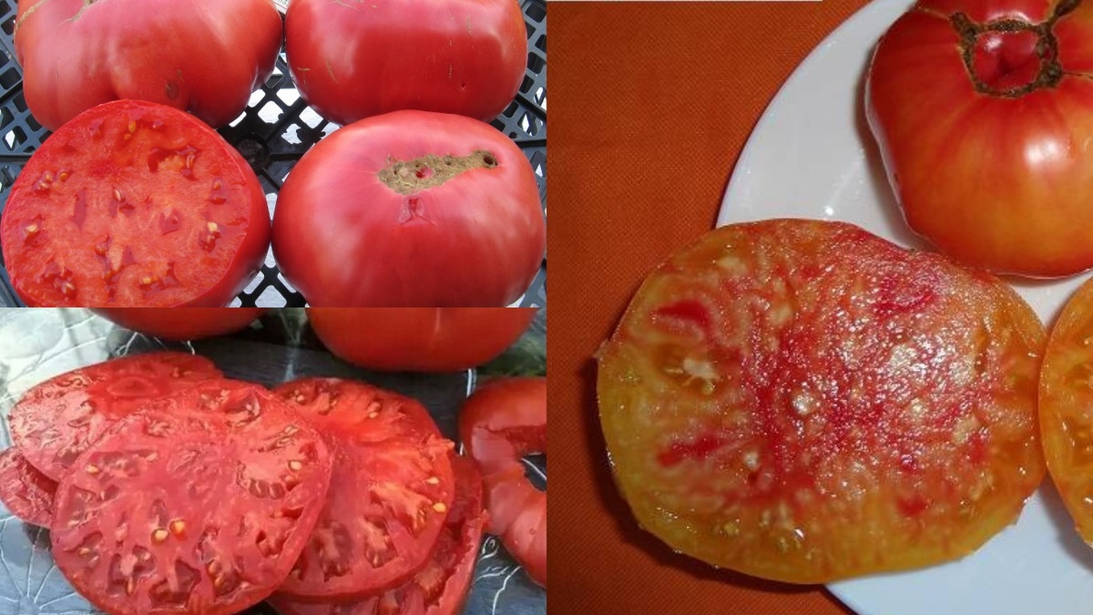 Сравнение структуры мякоти гибридов F1 "Розовый гигант", "Бычье сердце" и "Медовый гигант"