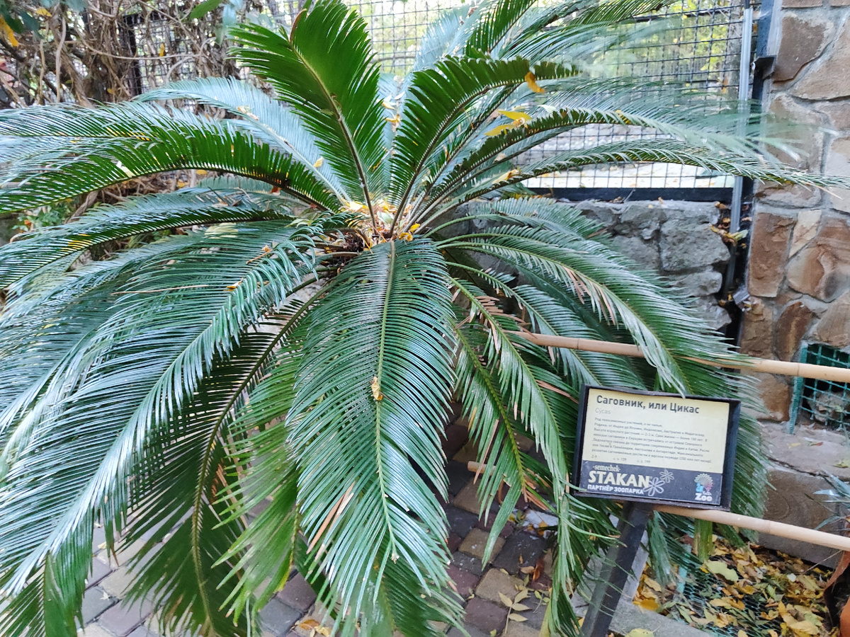 Главный виновник торжества. Глядя на эту пальму я решилась окончательно попробовать и воплотить эту идею