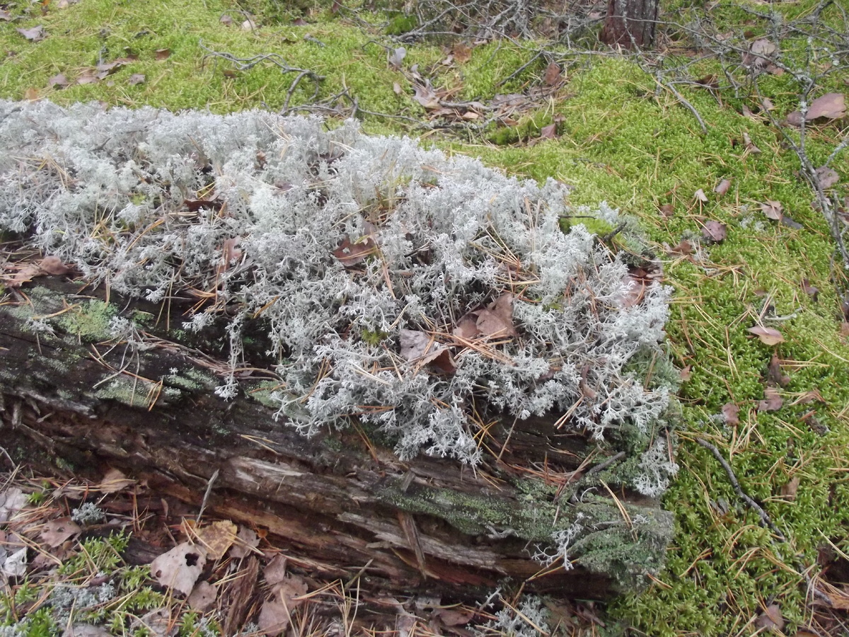 Кладония 10 октября 2024. Псковская область. Листайте вправо
