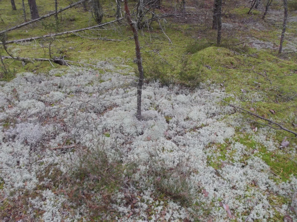 Ковёр из белого оленьего мха