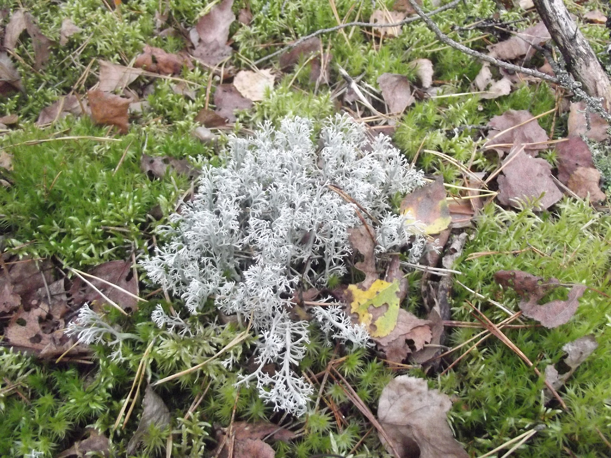 Крупным планом