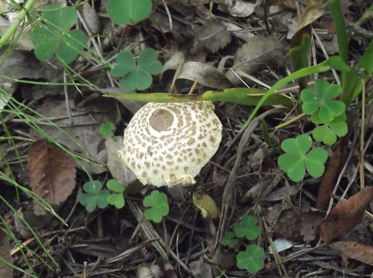 Лепиота среди кислицы. 30 августа 2024