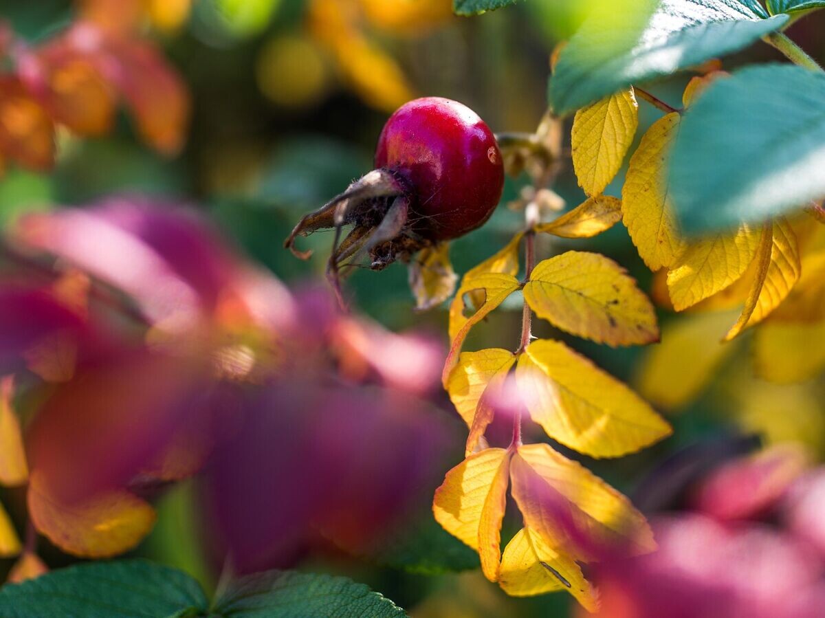    Ягоды шиповника© РИА Новости / Виталий Тимкив