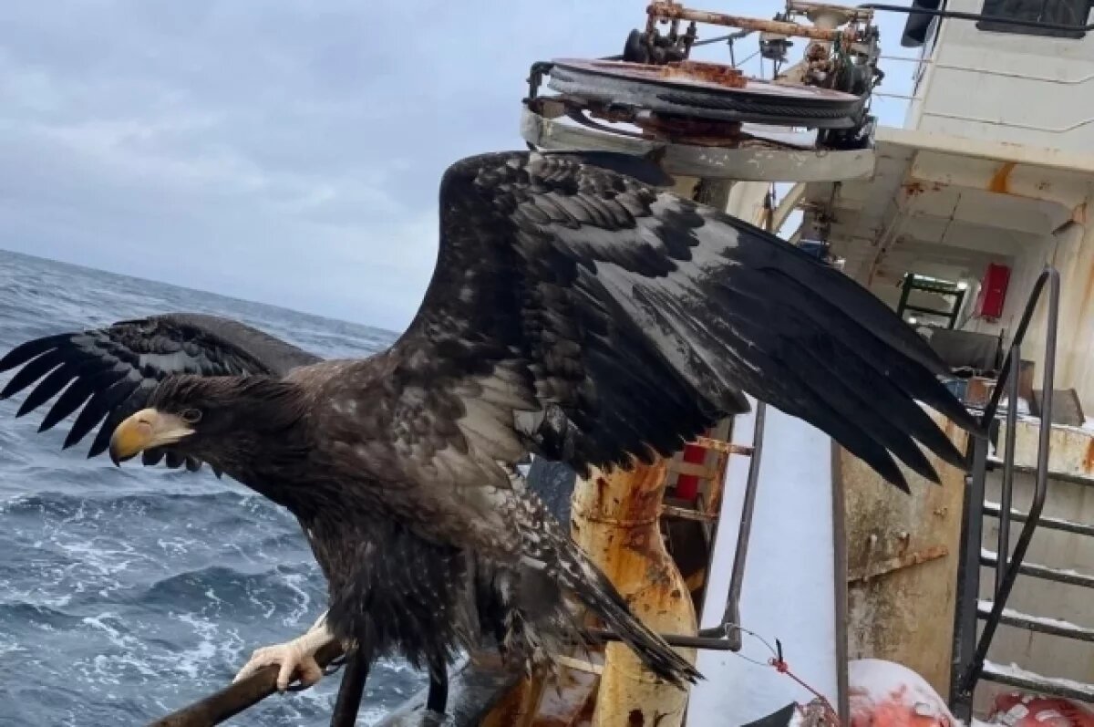    Орлан стал «капитаном» рыбацкого судна на Сахалине